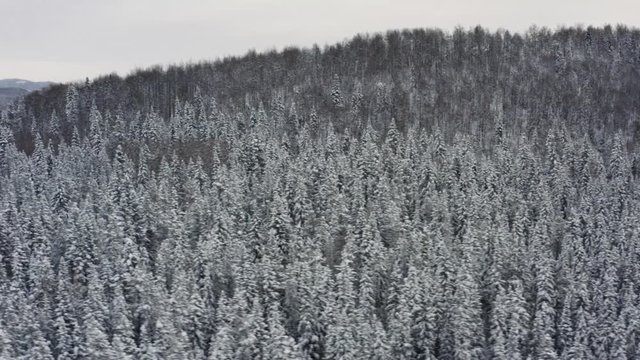 Top down shot over snow covered trees in winter, dolly right to left shot, Bragg Creek Alberta Canada 4k