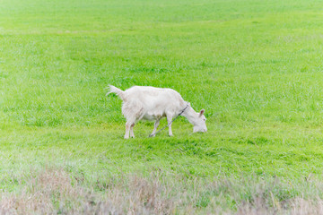 Fototapeta premium White goat grazing in the field