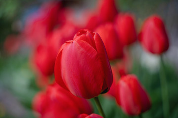 Fototapeta premium red tulips among greenery in the garden, close up