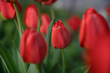 red tulips among greenery in the garden, close up