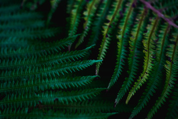 green leaves, abstract flora texture