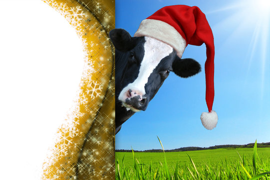 Christmas greeting card with cow