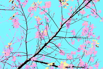 view of wild himalayan (Prunus cerasoides) cherry blossom on branches with blue sky, illustration texture background.