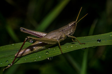 Grasshopper eats plants in macro photography