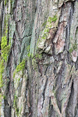Texture of tree bark with moss
