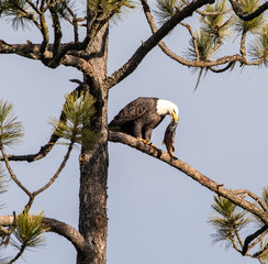 Eagle in tree eating a salmon