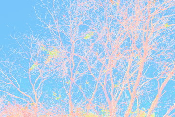 view dry branches of wild himalayan (Prunus cerasoides) with blue sky, illustration texture background.
