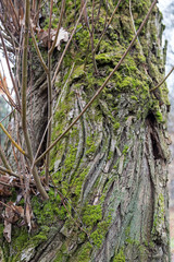 Texture of tree bark with moss