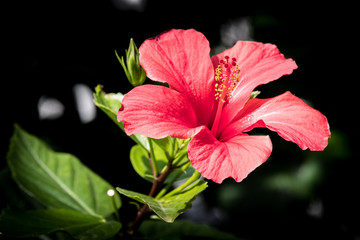 Hibiskus 2 © Manuel