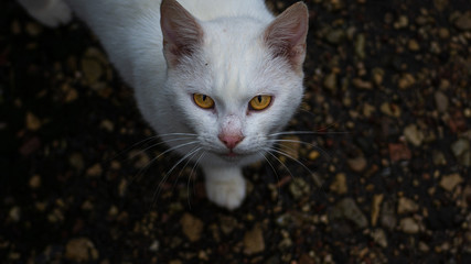 cat with yellow eyes