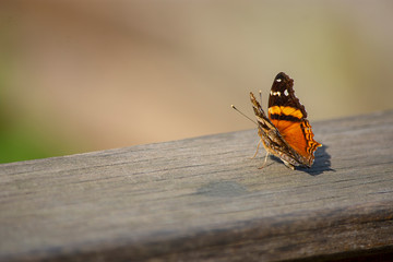 Fototapeta na wymiar Butterfly - Vanessa Cardui