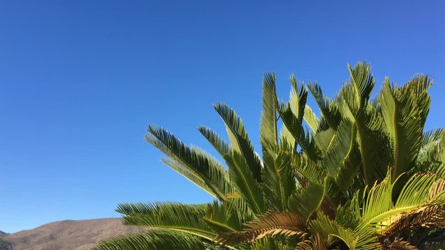 Hojas de palmera enana con cielo azul