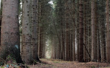 der natürliche Tannenwald