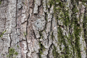 Background of the pattern of the old bark of a tree in autumn Park.