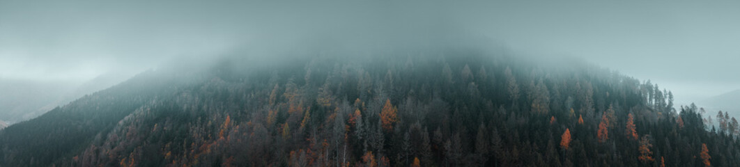 Minimal single autumn leaves color tones in a dark green mountain forest in the moody winter. Harz Mountains