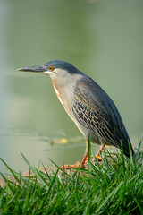 Butorides Striata - Socozinho - Fisherman bird