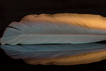 feather reflection