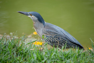 Butorides Striata - Socozinho - Fisherman bird