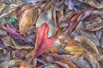 fallen leaves