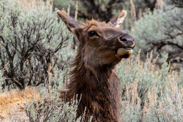 Yellowstone National Park