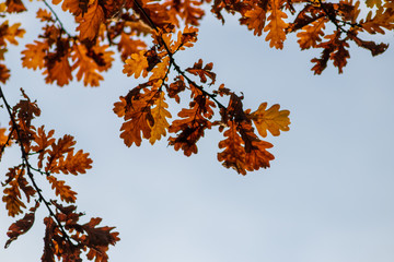 Im Gegenlicht mit Sonnenschein leuchtendes Herbslaub als goldener Herbst mit bunten Blättern, Blattadern und farbenfrohen Blättern im Indian Summer und schönster Jahreszeit