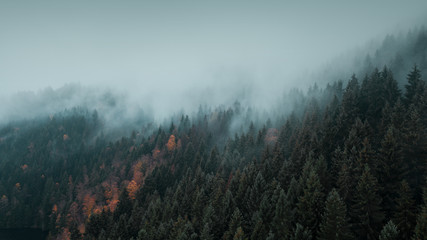 Moody dark and cold winter vibes with heavy fog in the nature mountains with autumn trees...
