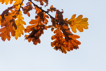 Im Gegenlicht mit Sonnenschein leuchtendes Herbslaub als goldener Herbst mit bunten Blättern, Blattadern und farbenfrohen Blättern im Indian Summer und schönster Jahreszeit