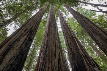 Large redwood trees in Jedediah Smith State Park, California
