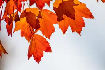 Im Gegenlicht mit Sonnenschein leuchtendes Herbslaub als goldener Herbst mit bunten Blättern, Blattadern und farbenfrohen Blättern im Indian Summer und schönster Jahreszeit