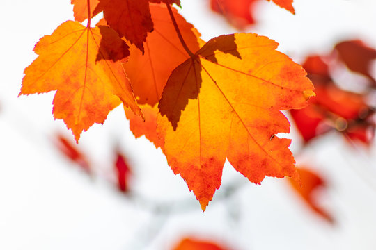 Im Gegenlicht mit Sonnenschein leuchtendes Herbslaub als goldener Herbst mit bunten Blättern, Blattadern und farbenfrohen Blättern im Indian Summer und schönster Jahreszeit