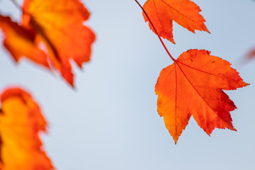 Im Gegenlicht mit Sonnenschein leuchtendes Herbslaub als goldener Herbst mit bunten Blättern, Blattadern und farbenfrohen Blättern im Indian Summer und schönster Jahreszeit