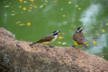 Cambacica - Coereba flaveola - yellow chat bird