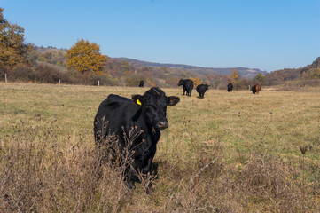 Cow in the field, autumn landscape