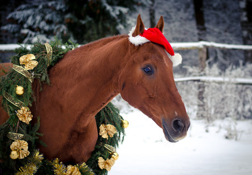 portrait of christmas red don horse in red cap in the winter