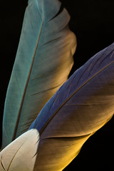 abstract background with feathers, vertical orientation