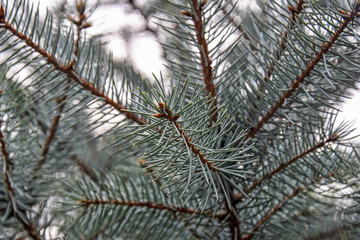 Needles of blue spruce, coniferous branch. Fluffy branches of blue spruce. Close-up.