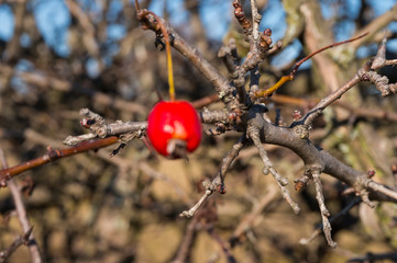 Golden fields in Carpathian Mountains. Mountains and barley cut fields in the horizon, golden hour photo-shoot. Golden fall panorama