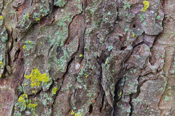 Rough bark texture for Background