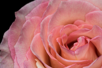Macro image of a pink rose