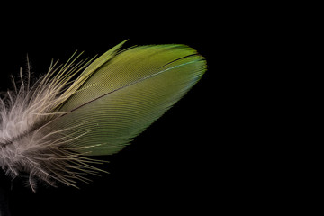 Green feather on black background