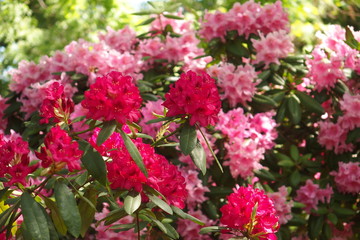 red rhododendron in the summer warm sun in a green garden