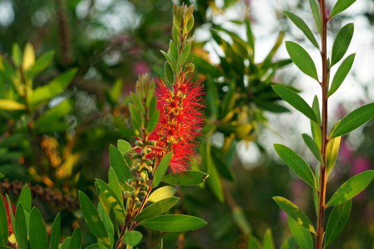 Blooming Callistemon on the background of blurry green leaves of a summer tropical garden. Blooming red tropical flower on a green background. Variety of flora in Turkey.