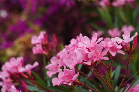 Blooming red oleander flowers on a blurred background. Pink tropical flowers in the garden on a blurred background.