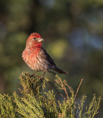 Male House Finch in Arizona