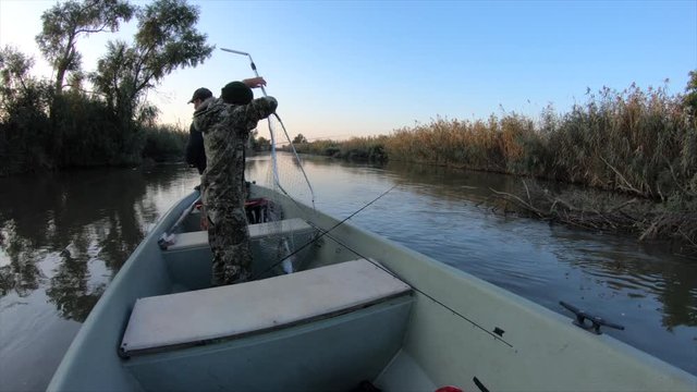 Angler take asp fish (Leuciscus aspius) into the boat