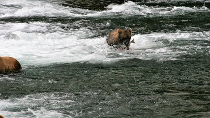 Fototapeta na wymiar A brown bear with a salmon