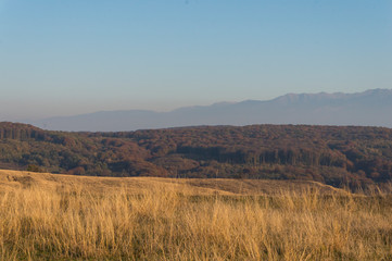 Golden fields in Carpathian Mountains. Mountains and barley cut fields in the horizon, golden hour photo-shoot. Golden fall panorama
