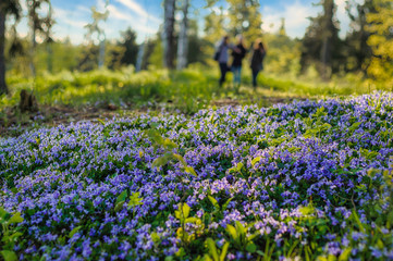 field of purple flowers