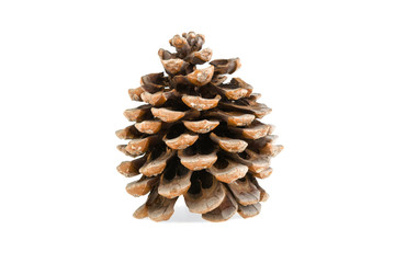 pine cone on a white background isolated