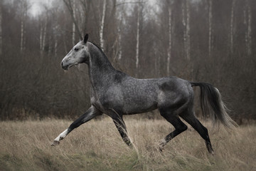 A beautiful dark gray horse runs across an autumn field backgrounds.